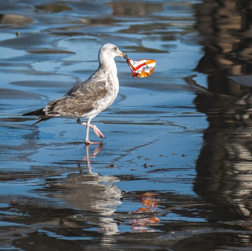 A seagull hold a bag of chips in polluted water.